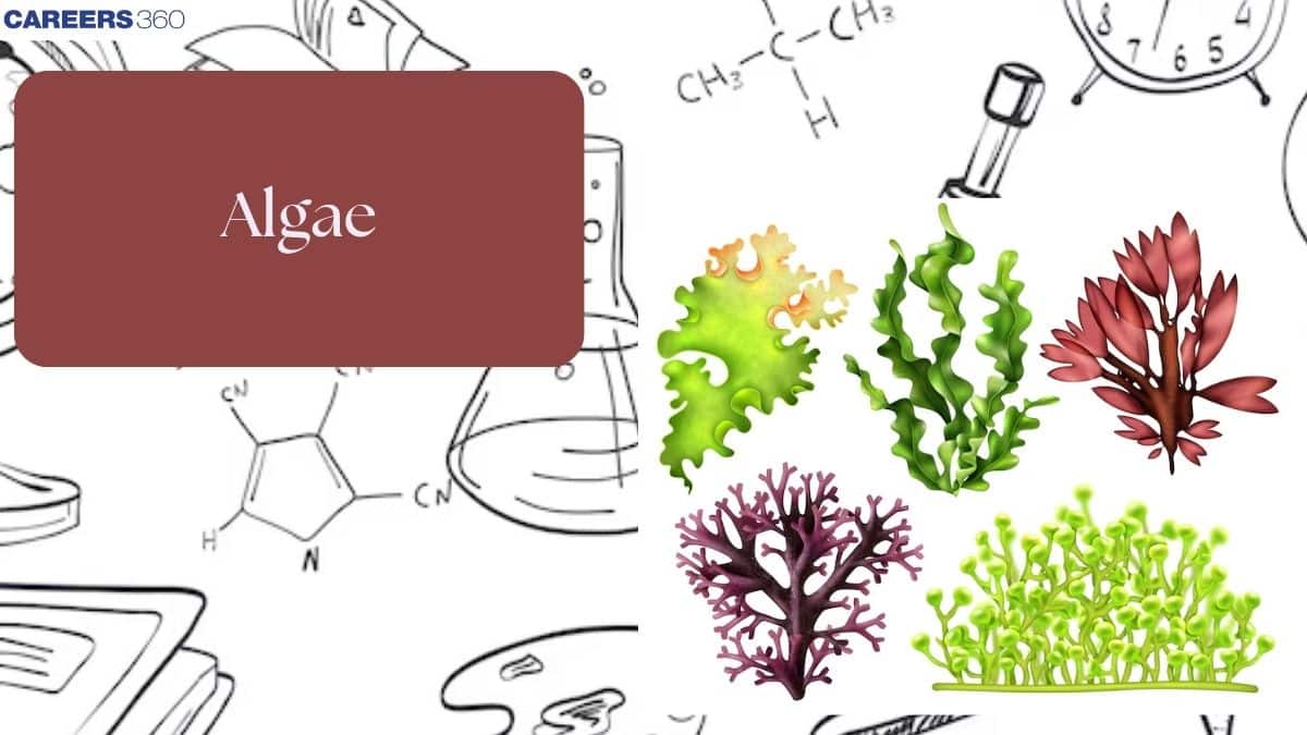 Algae - Types & Examples, Defination